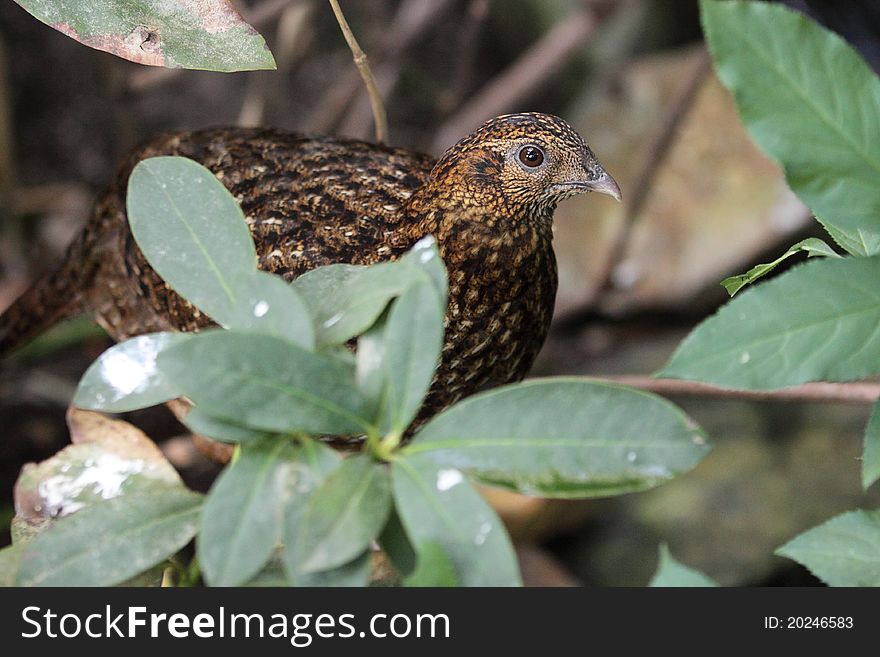 Barred Buttonquail