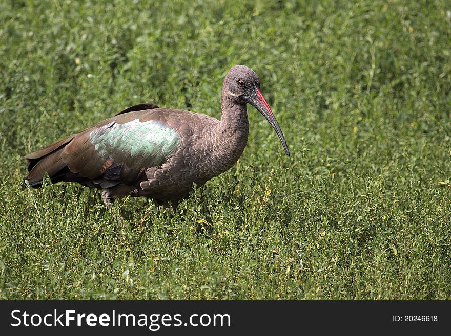 The hadada ibis going in the tall grass. The hadada ibis going in the tall grass.