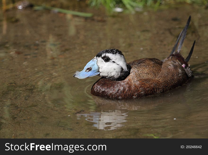 Ringed Teal