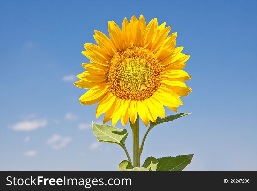 Sunlight bright sunflower head against the blue clear sky. Sunlight bright sunflower head against the blue clear sky