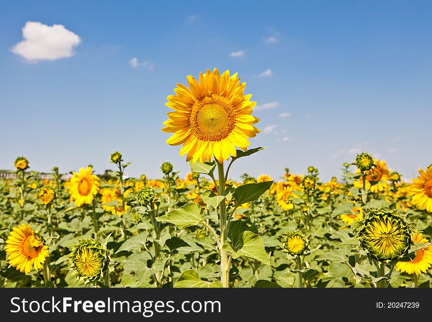Sunlight bright sunflowers head against the blue clear sky
