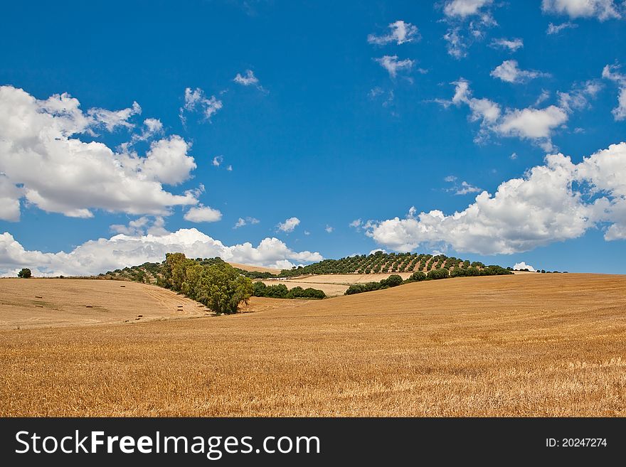 Field of ripe wheat in the summer against a blue sky and clouds