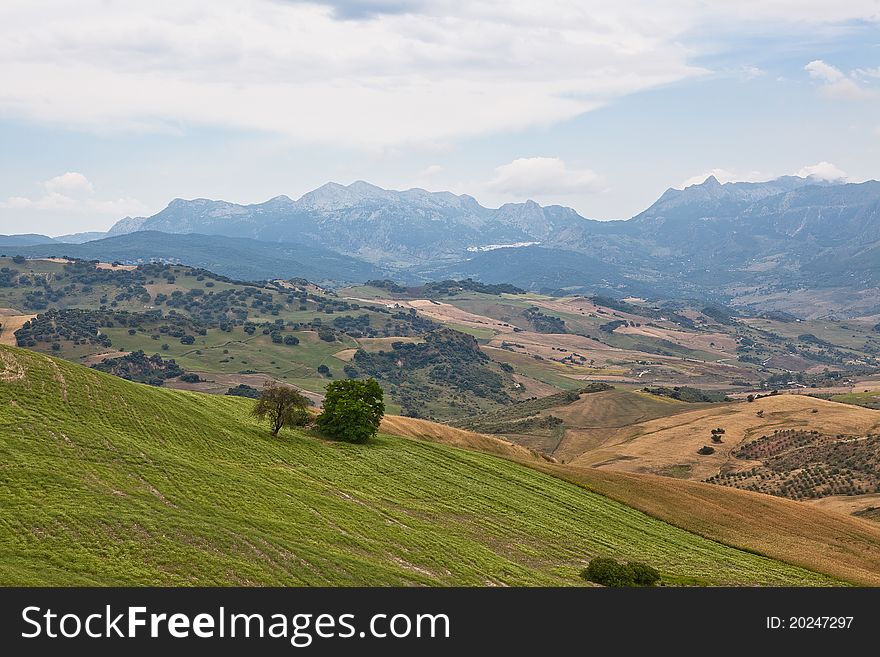 Field of ripe wheat in the summer against a blue sky and mountains