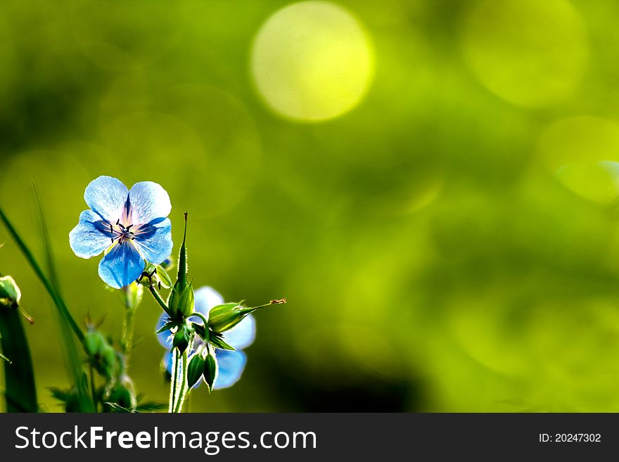 Blue columbine flowers on green background with bokeh. Blue columbine flowers on green background with bokeh.