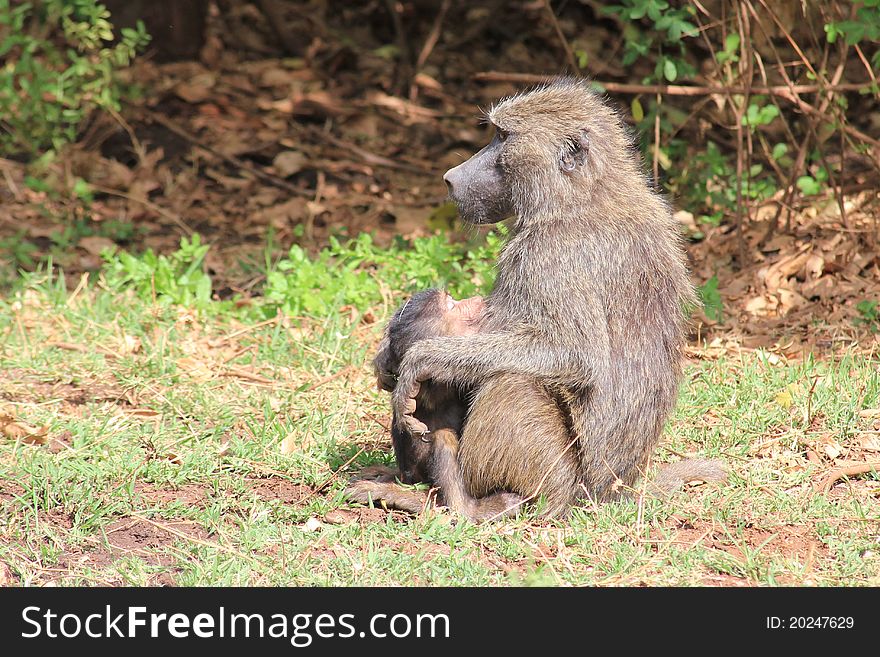 Vervet Monkey mama breast-feeding monkey child