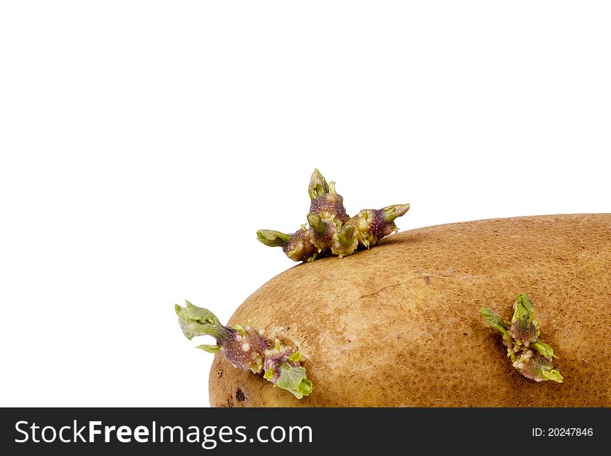 Part of a sprouted brown potato isolated on a white background. Part of a sprouted brown potato isolated on a white background.