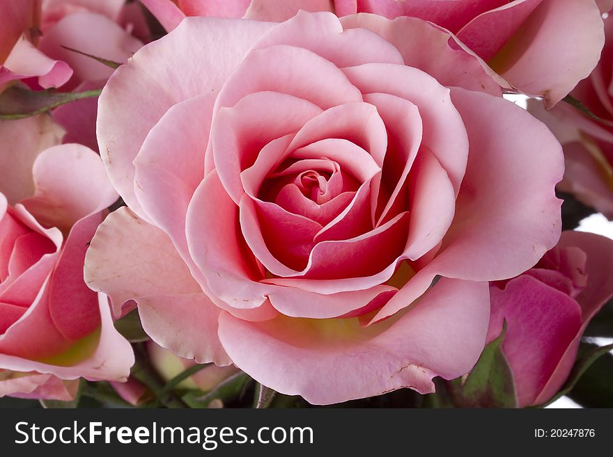 Close-up of a pink rose next to other pink roses.