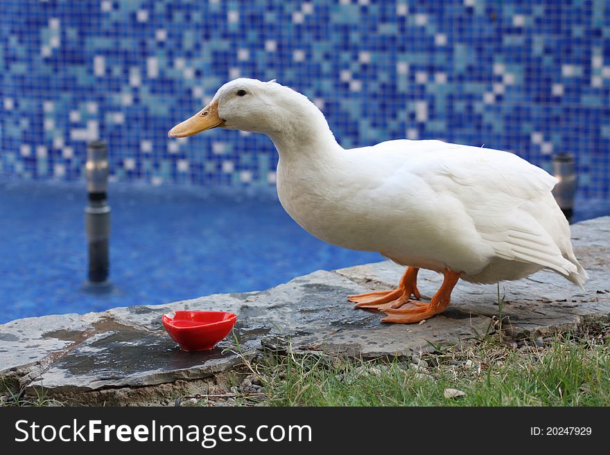 White duck on blue background