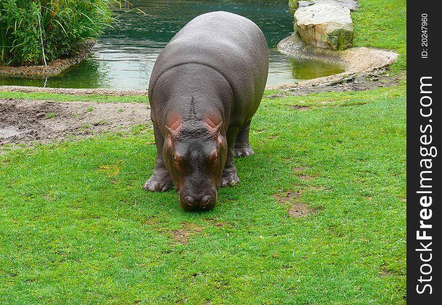 Cub hippo plays outdoors at the zoo