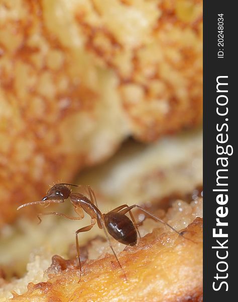 Ant On Bread