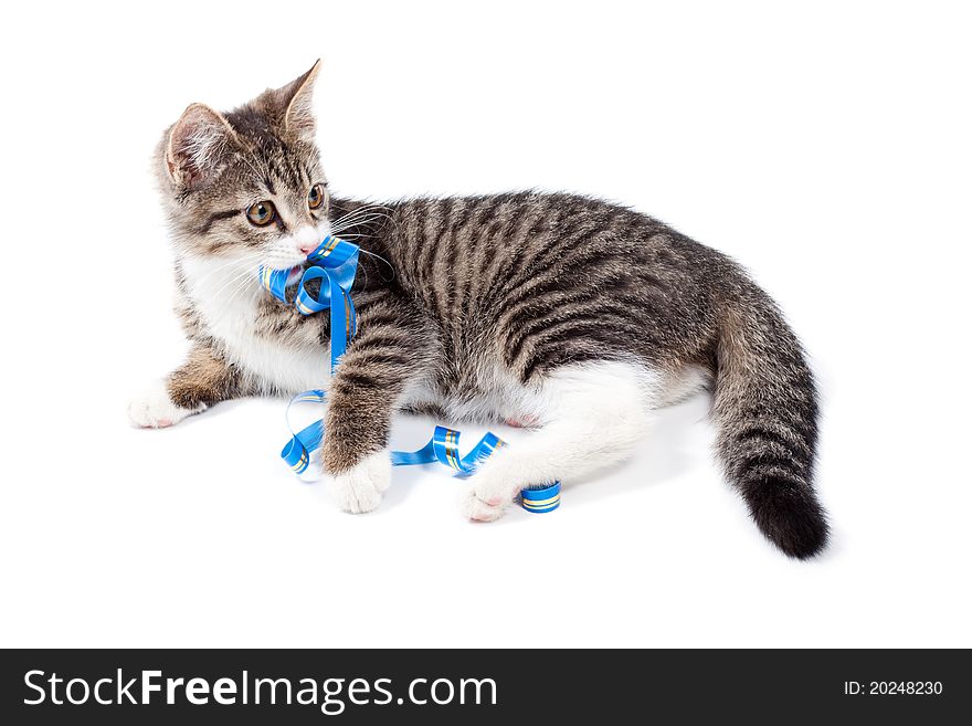 The kitten plays a ribbon, is isolated on a white background