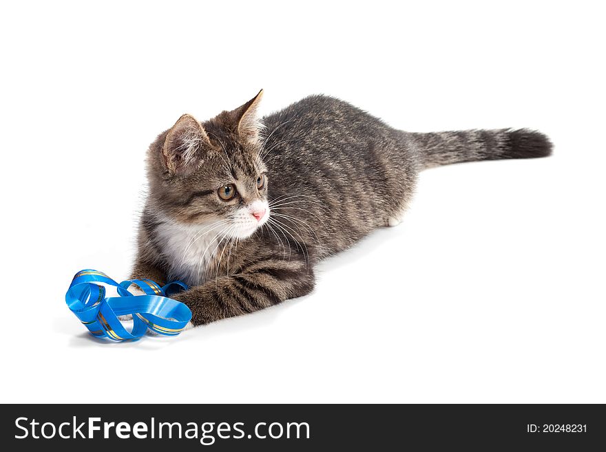 The kitten plays a ribbon, is isolated not a white background