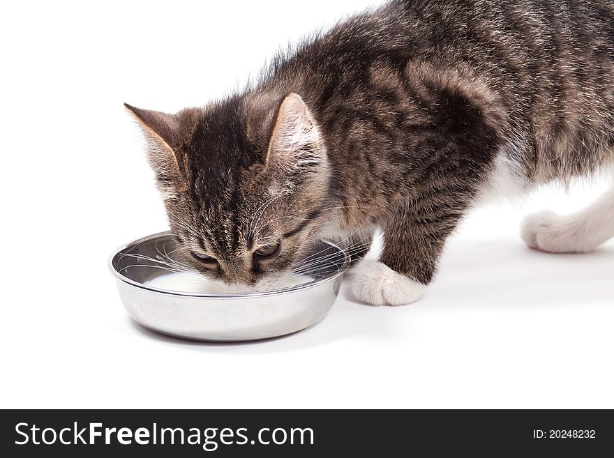 The small kitten drinks milk, is isolated on a white background