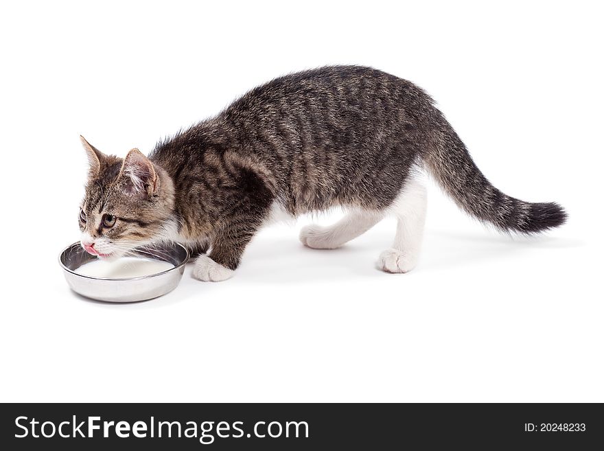 The small kitten drinks milk, is isolated on a white background