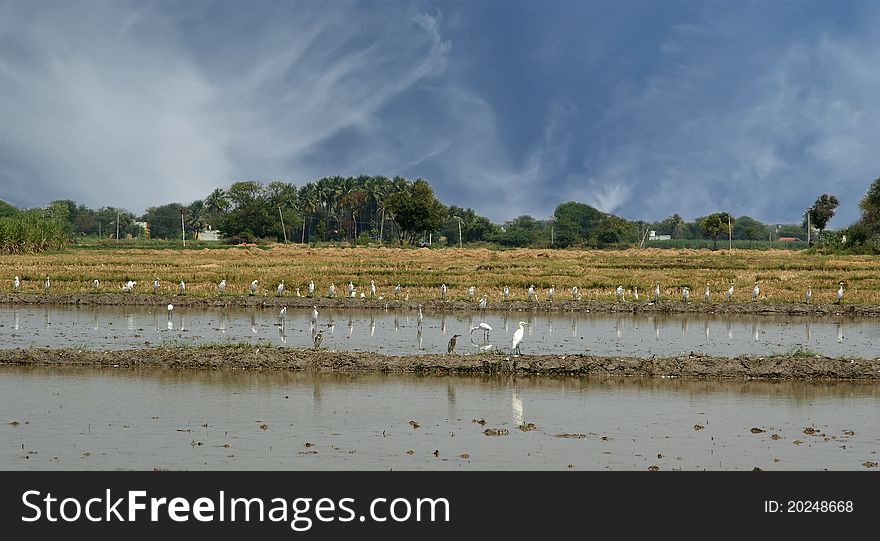 Rice field. Kerala, South India