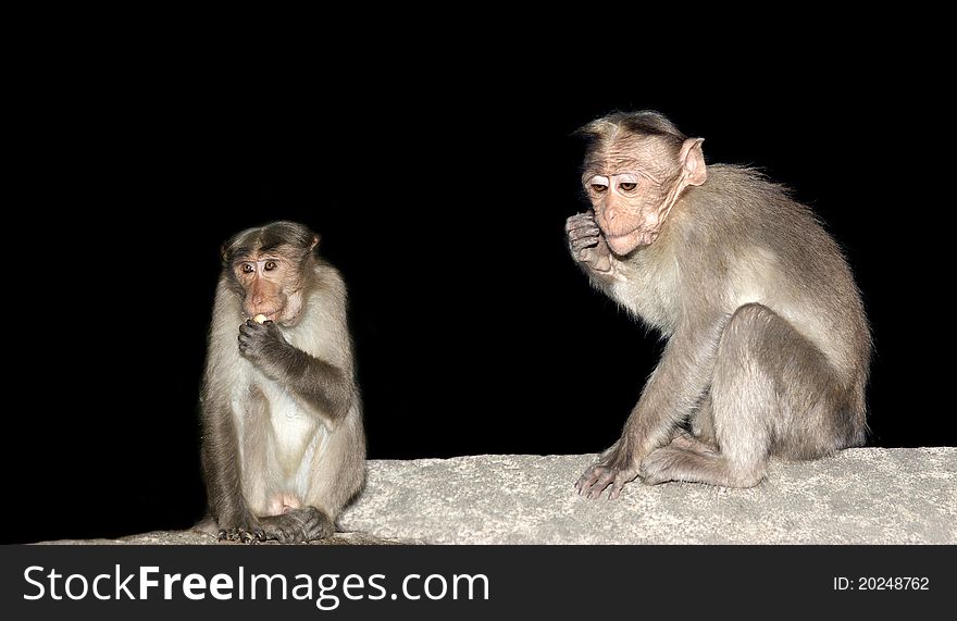 Monkey (macaque) isolation on a black background