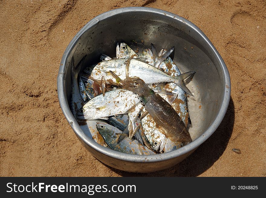 Bunch of freshly caught fish in a basket