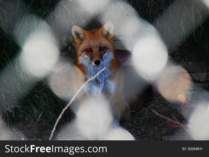 A red fox sits motionless behind a chainlink fence. After circling his limited enclosure countless times he stares blankly past the crowds who have gathered to see the spectacle that is his barred existance. A red fox sits motionless behind a chainlink fence. After circling his limited enclosure countless times he stares blankly past the crowds who have gathered to see the spectacle that is his barred existance.