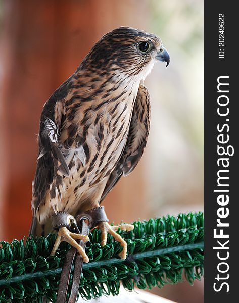 A Merlin with a debilitating wing injury serves as an Educational Ambassator for wildlife conservancy. A Merlin with a debilitating wing injury serves as an Educational Ambassator for wildlife conservancy.