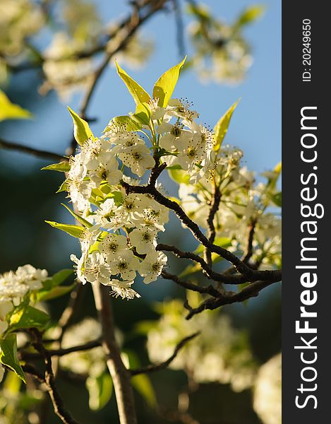 White Cherry Blossom Tree in 2011