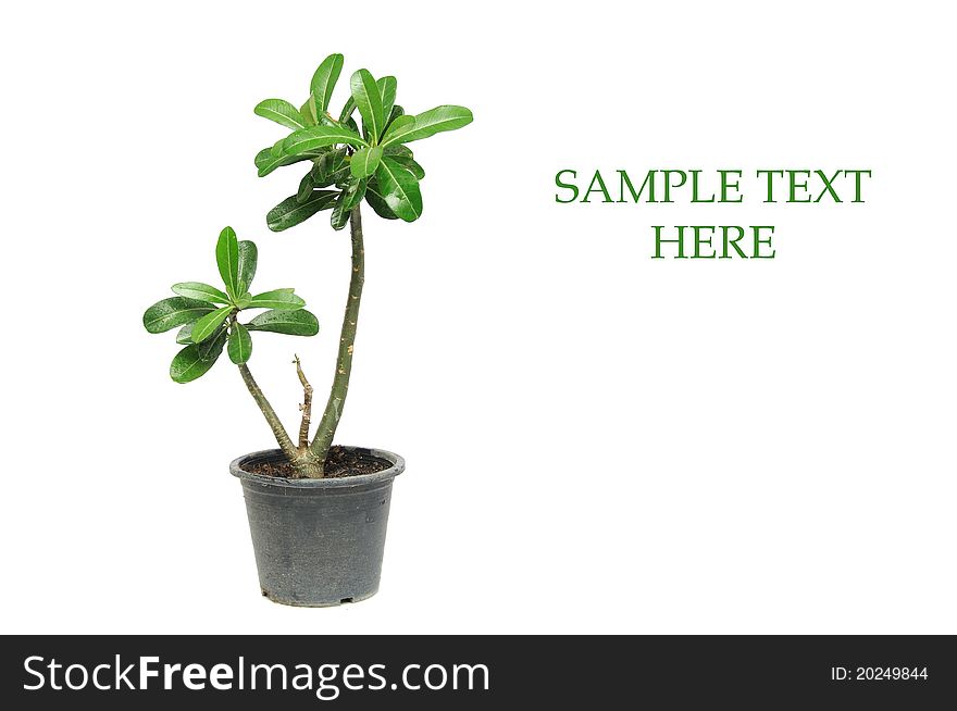 Green houseplant in a plastic pot isolated on white background. Green houseplant in a plastic pot isolated on white background