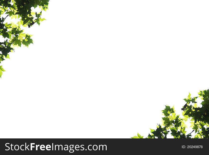 Green Leaves isolated on white background. Green Leaves isolated on white background.