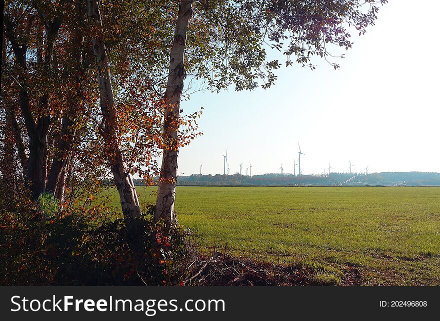 Group of birch trees in autumn. Wind turbines in the distance. In between a large pasture. True green energy. Location Wilsum, Lower Saxony, Germany. November 2020. Group of birch trees in autumn. Wind turbines in the distance. In between a large pasture. True green energy. Location Wilsum, Lower Saxony, Germany. November 2020.