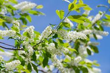 Flowering Bird Cherry Tree Royalty Free Stock Photo Flowering Bird Cherry Tree Royalty Free Stock Photo