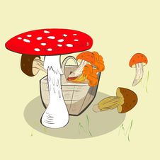 Mushrooms In Basket Stock Photo Mushrooms In Basket Stock Photo
