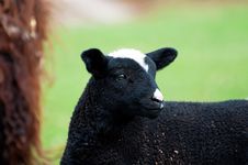 Cute Lamb Royalty Free Stock Images
