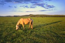 Pasture Horses Royalty Free Stock Photography Pasture Horses Royalty Free Stock Photography