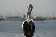 Sitting Pelican Royalty Free Stock Images