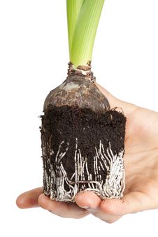 Roots Hyacinth In Hand Stock Photos Roots Hyacinth In Hand Stock Photos