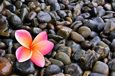 Plumeria Flower On Pebble Royalty Free Stock Image Plumeria Flower On Pebble Royalty Free Stock Image