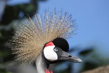 Crowned Crane Stock Image Crowned Crane Stock Image