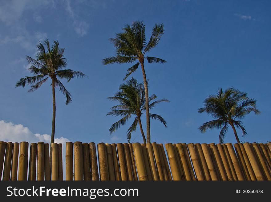 Coconut trees inside bamboo wall. Coconut trees inside bamboo wall