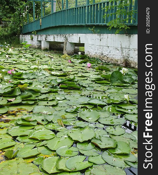 A green wooden bridge stretches over a green pond. A green wooden bridge stretches over a green pond