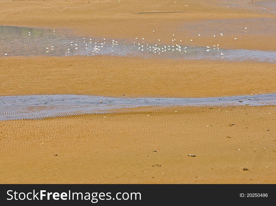 Some Sea Gulls On The Beach