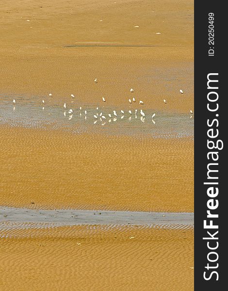 Some Sea Gulls On The Beach