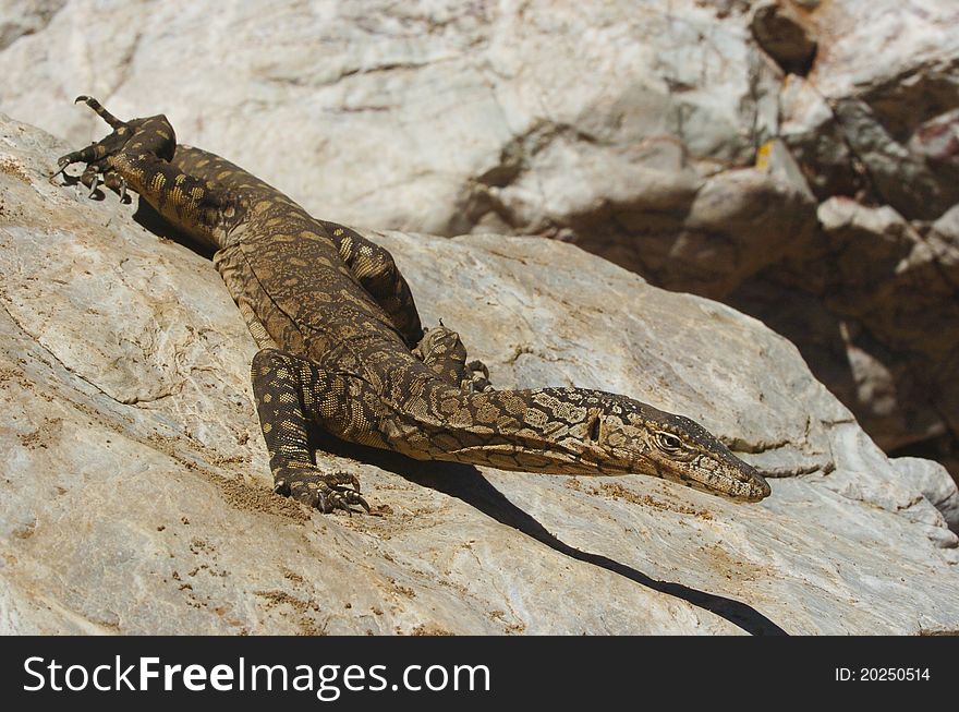 The Australian Perenty is a large Goanna, up to an overall length of 2 metres, which is common in the dry centre of the continent, but rarely seen in wilderness.