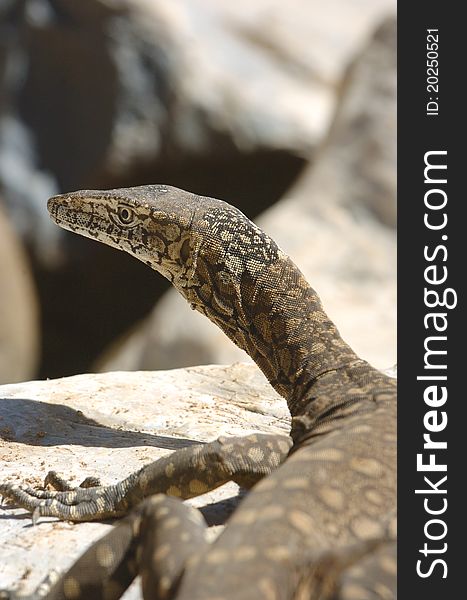 The Australian Perenty is a large Goanna, up to an overall length of 2 metres, which is common in the dry centre of the continent, but rarely seen in wilderness.