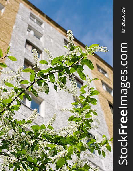 Flowering  bird cherry on a background of an apartment house. Flowering  bird cherry on a background of an apartment house