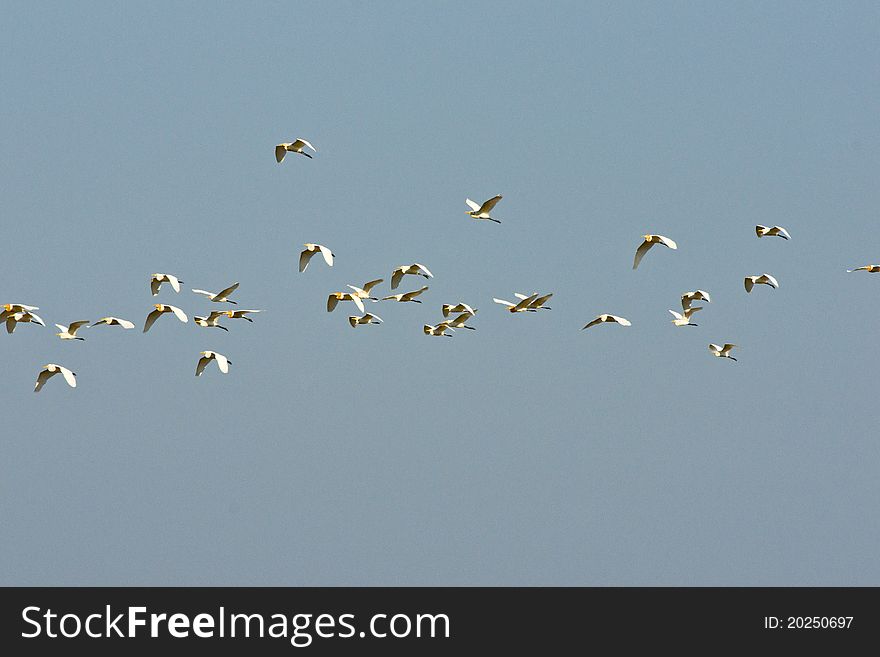 Some Sea Gulls Flying