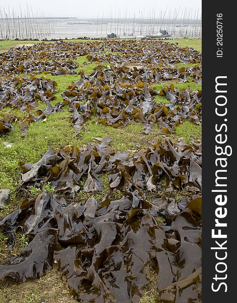 Natural edible kelp drying on grassland