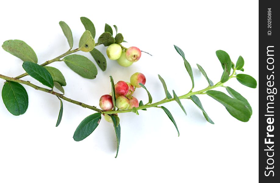 Berries isolated on white background