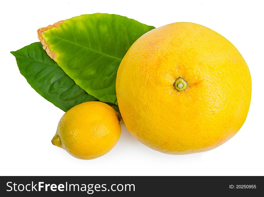 Mixed citrus fruit isolated on white background