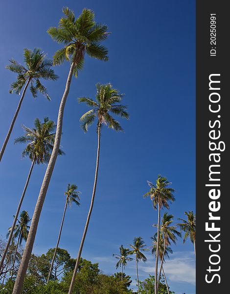 Coconut trees on blue sky