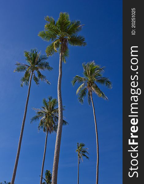 Coconut trees on blue sky