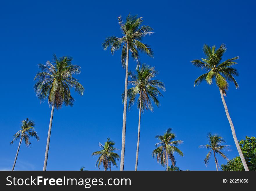 Coconut trees on blue sky