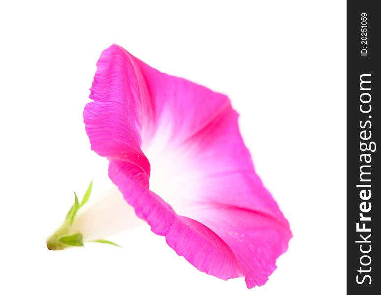 Bindweed Flower